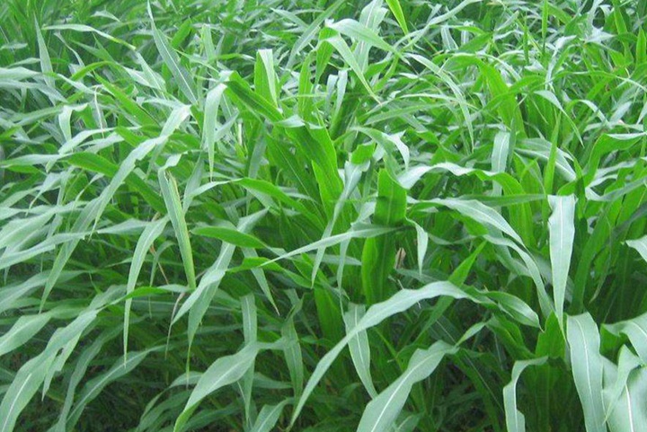 墨西哥玉米草怎么種植產量最高