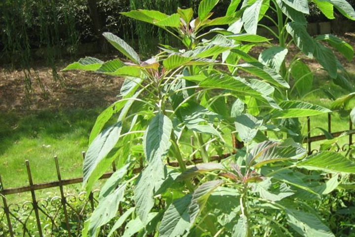 美國粒籽莧種植技術