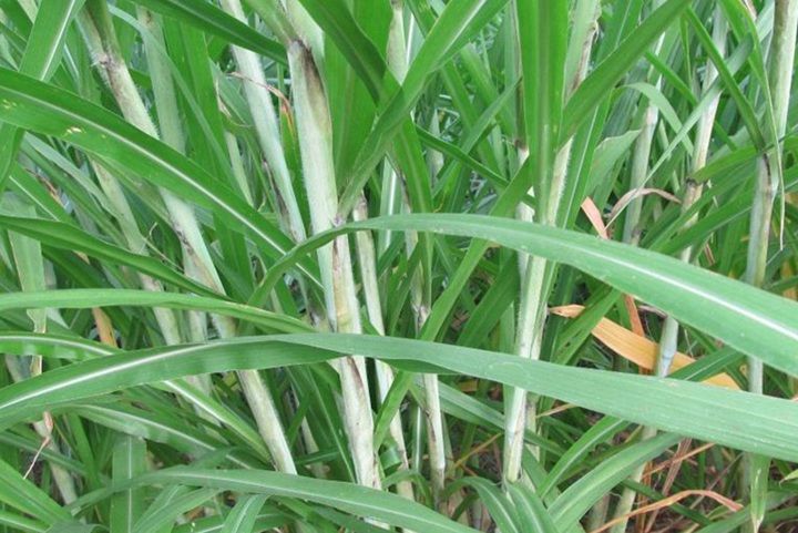 皇竹草和甜象草營養成分有什么區別