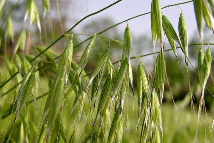 四季常青牧草品種有哪幾種