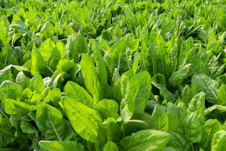 適合北方能越冬多年生牧草品種有哪些
