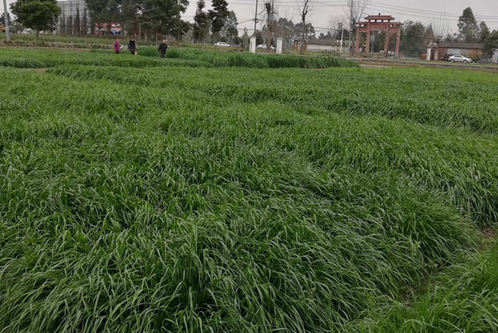 耐寒高產多年生牧草有哪些