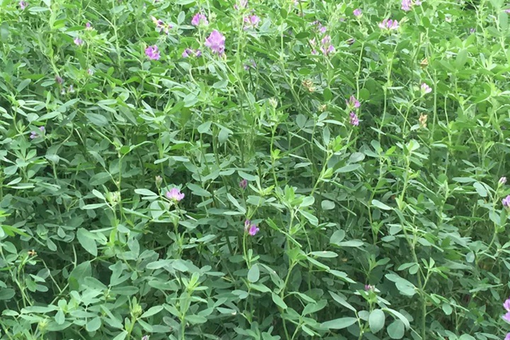 耐寒高產多年生牧草有哪些