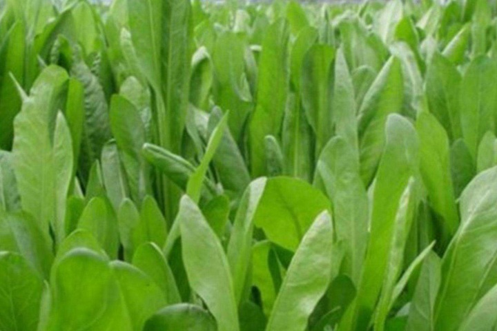 耐寒高產多年生牧草有哪些