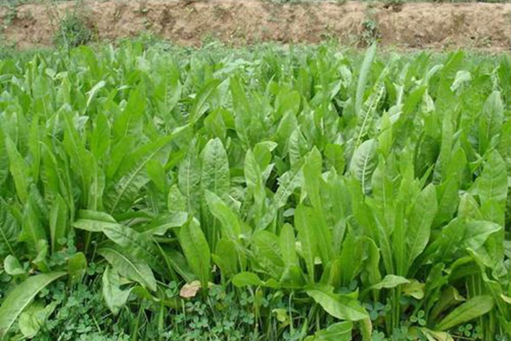 牧草將軍菊苣人可以吃嗎