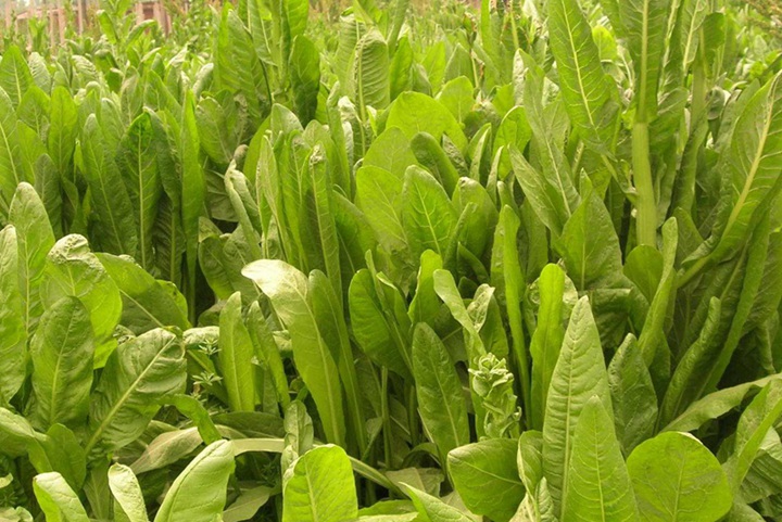菊苣草什么時候種，什么時候割