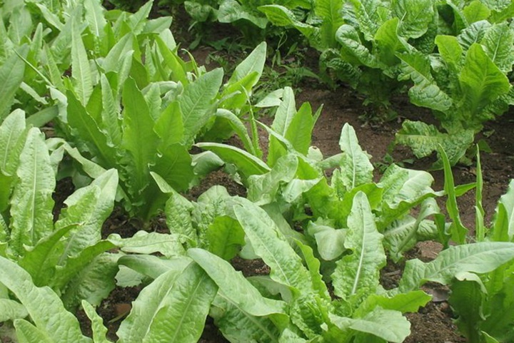 苦荬菜牧草是多年生嗎