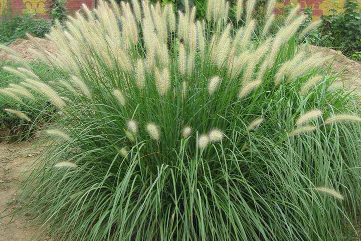 狼尾草什么時候播種，花期是幾月份