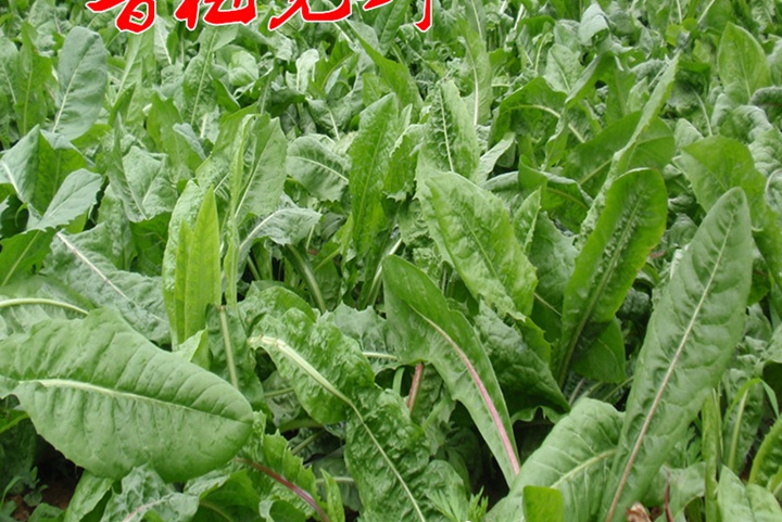 魯梅克斯草生長溫度