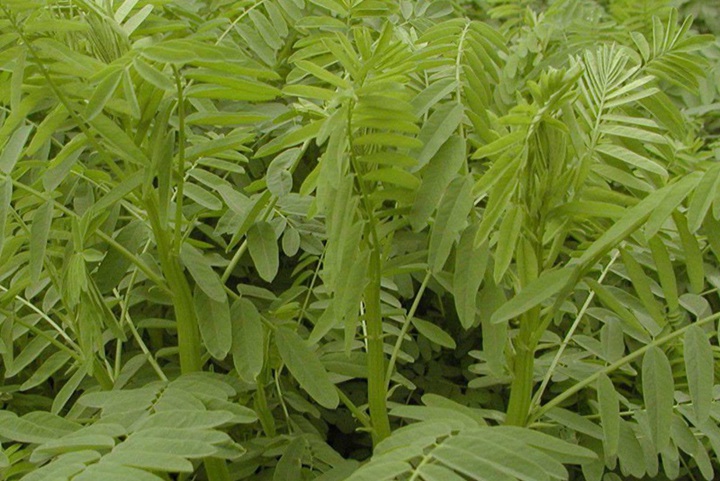沙打旺種植多久出苗