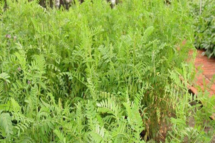沙打旺種植多久出苗