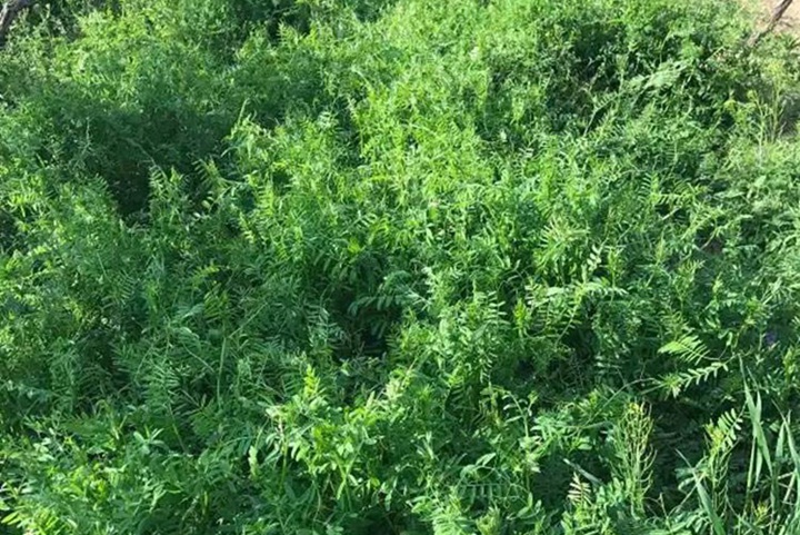 毛苕子種子多少錢一斤，一畝要多少種子