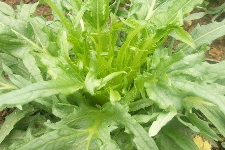 苦賣菜牧草什么時候可以收割