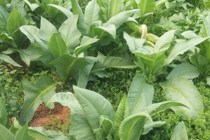 苦賣菜牧草什么時候可以收割