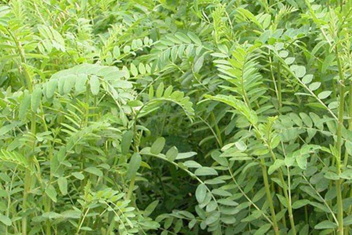 鹽堿地的牧草種什么好