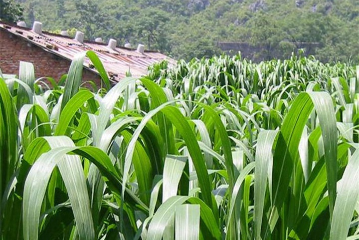 養牛種什么草產量高