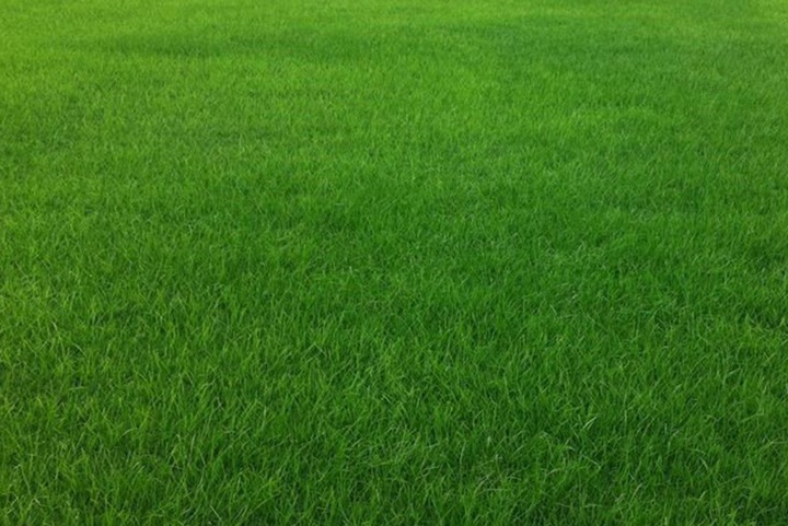 種什么牧草適合放牧
