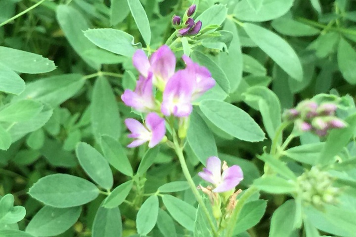 河南養牛種什么牧草好