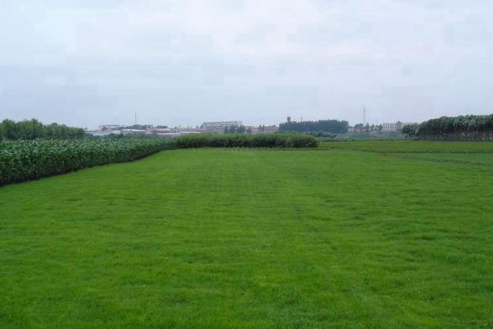 黑麥草適宜種植溫度是多少