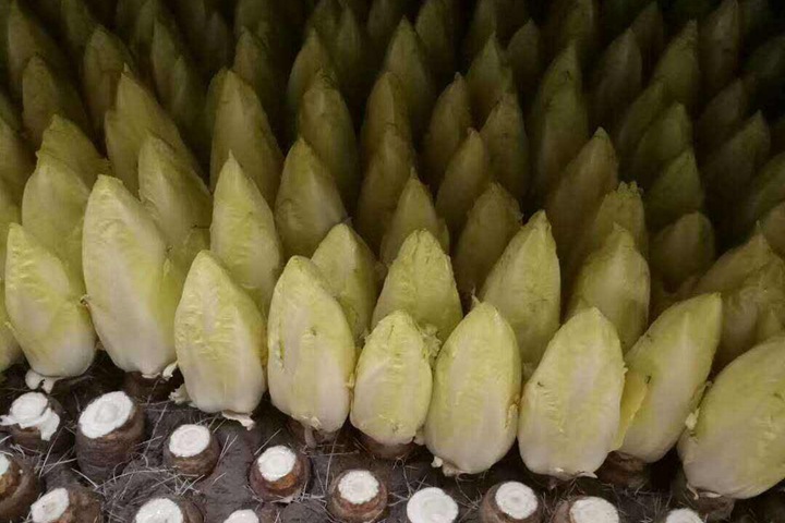 芽球菊苣多少錢一斤,芽球菊苣市場價多少錢一斤