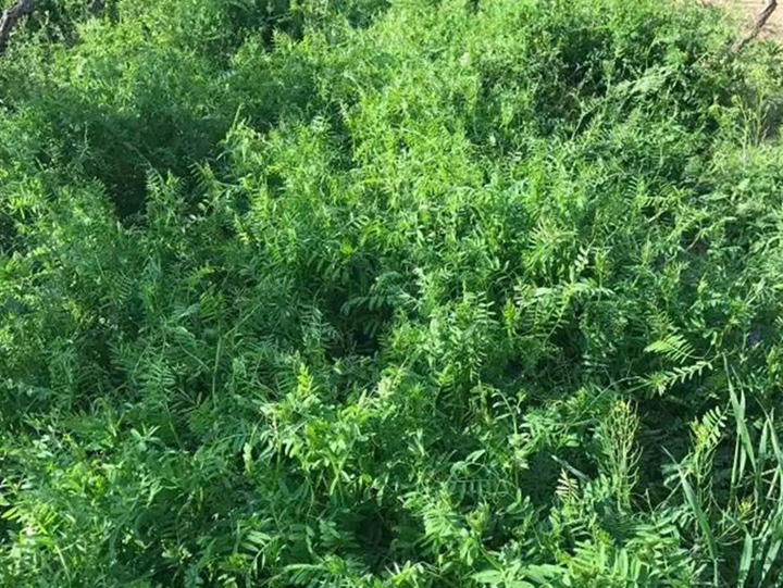 光葉紫花苕子種植技術