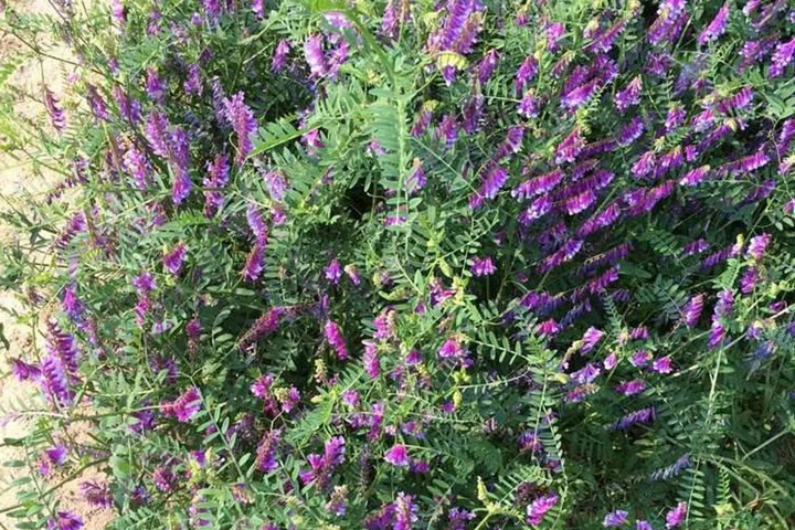 光葉紫花苕子種植技術