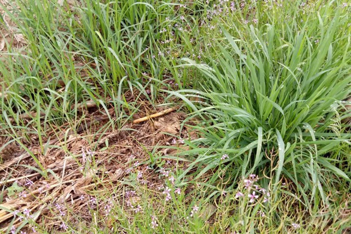 芨芨草能改良堿性土地嗎