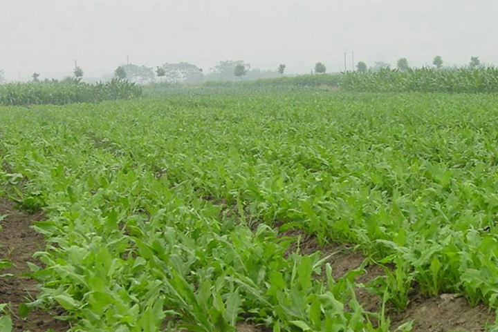 魯梅克斯牧草種子價格，一斤多少錢