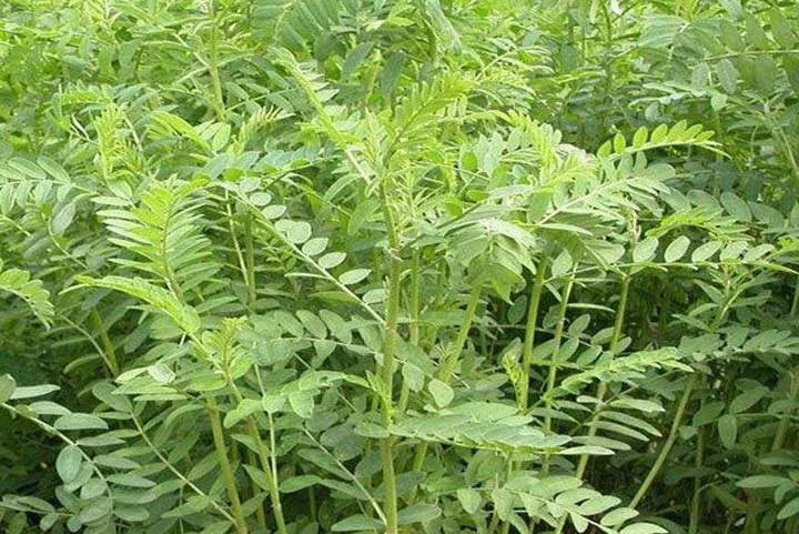 沙打旺牧草是多年生嗎