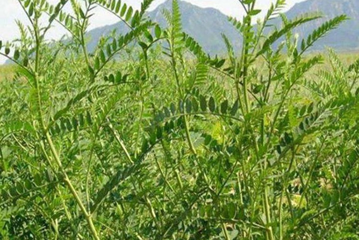 沙打旺一年收割幾次