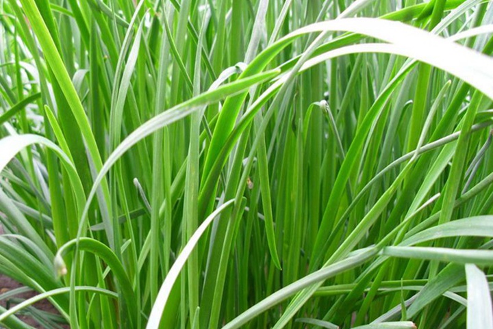 蘇丹草是多年生牧草嗎