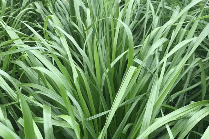 養牛種什么牧草最好，哪些草產量高營養豐富