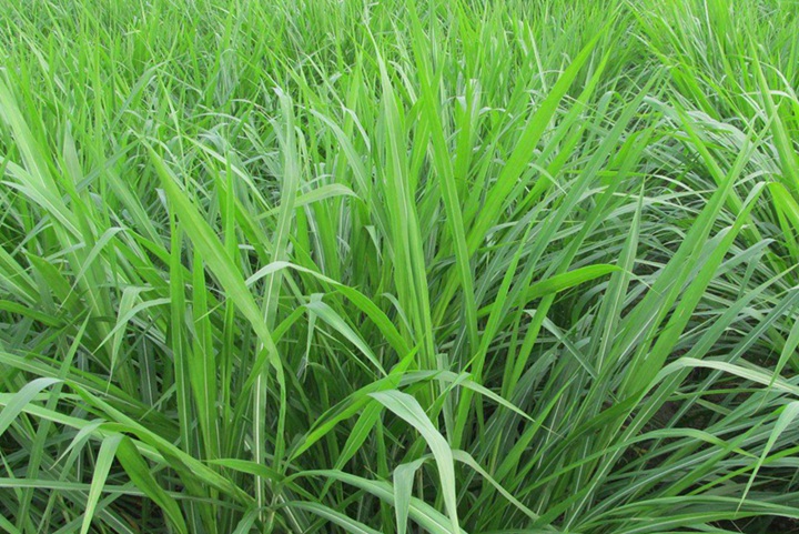 牧草種植每畝成本利潤（如何利潤最大化）