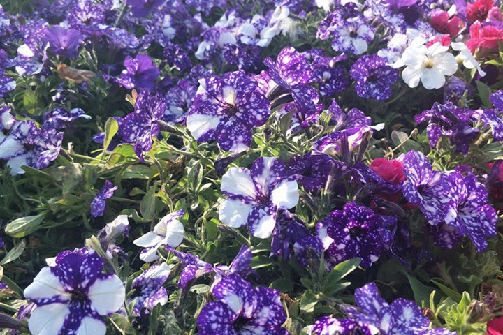養矮牽牛花為什么不吉利？
