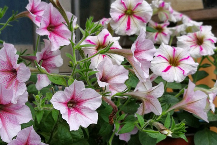 矮牽牛種子春季可以種植嗎？
