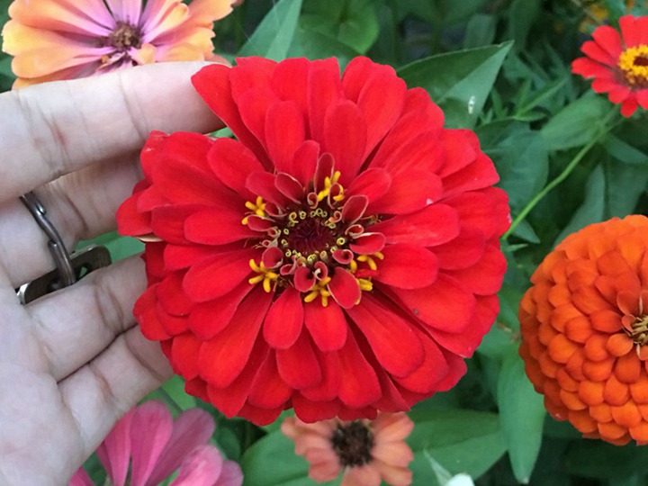 百日草種植后多久發芽(幾天能發芽)