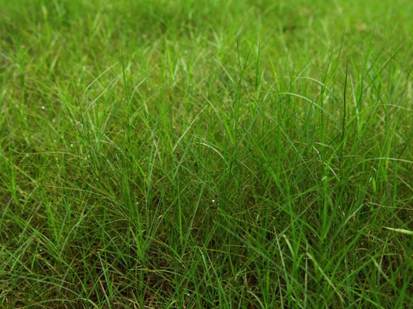 百喜草一平米需要多少種子