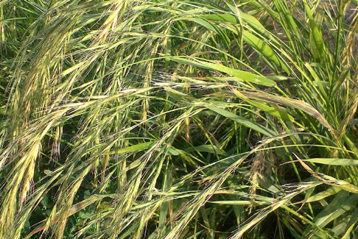 冰草種子播種后多久發芽？
