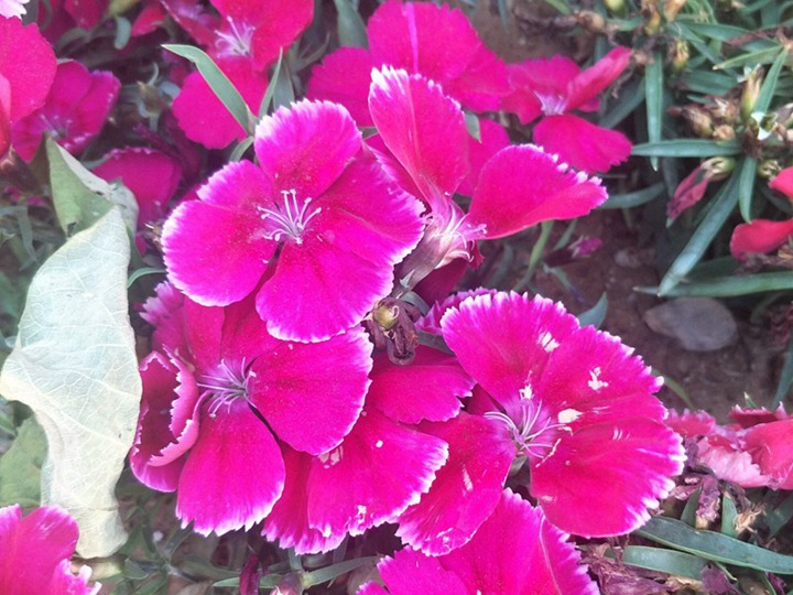 常夏石竹的花期長嗎,常夏石竹的花期有多久？
