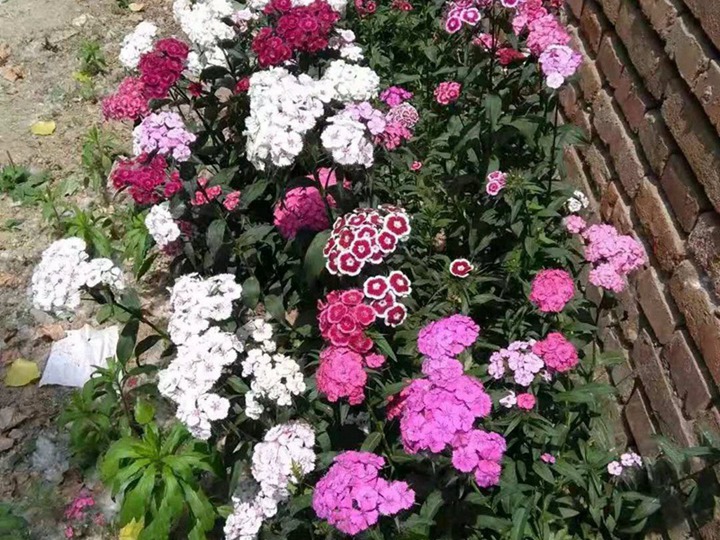 常夏石竹繁殖方式有哪些？