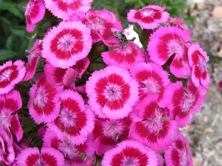 常夏石竹幾月份可以開花