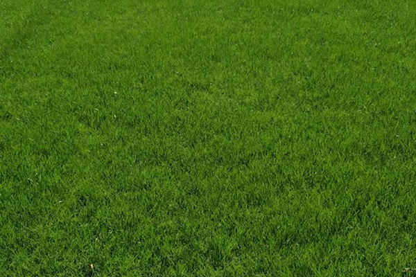 多年生黑麥草種子什么時候種植最適合？