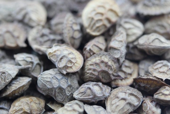 紅豆草種子