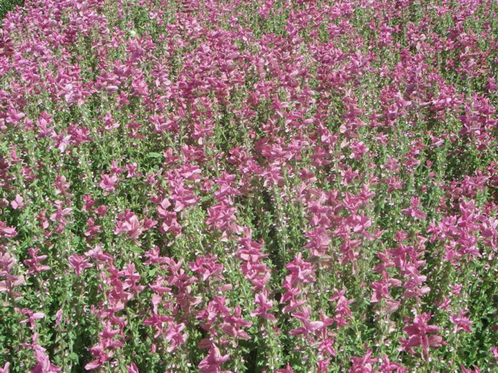 粉萼鼠尾草播種后多久可以開花