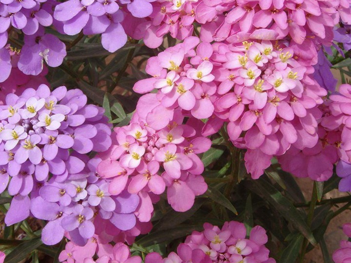 蜂室花種植后多久可以開花