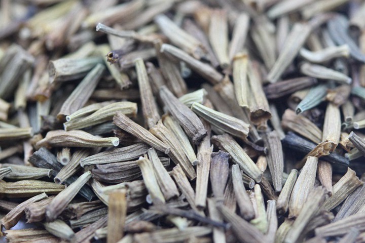 除蟲菊種子春季可以播種嗎？