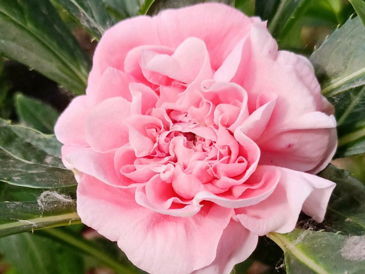鳳仙花的作用功效都有哪些