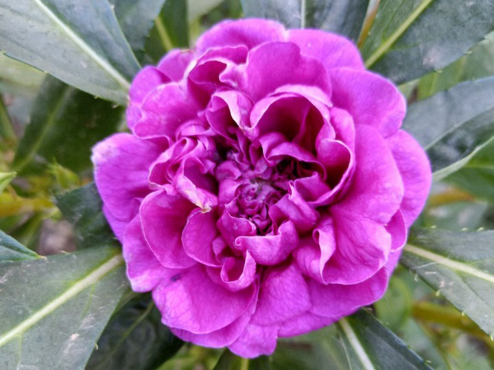 鳳仙花能在東北過冬存活嗎