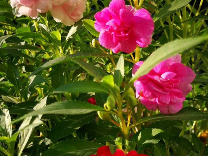 鳳仙花七八月份可以種植嗎