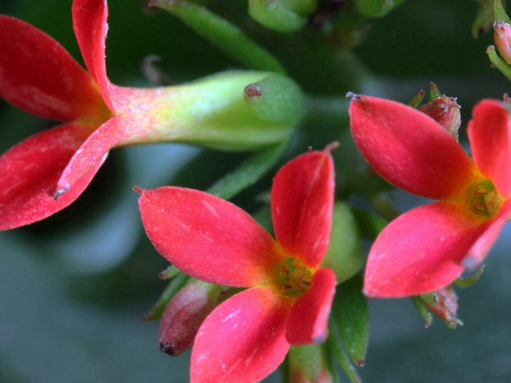 福壽花二月份可以種植嗎(什么時候開花)